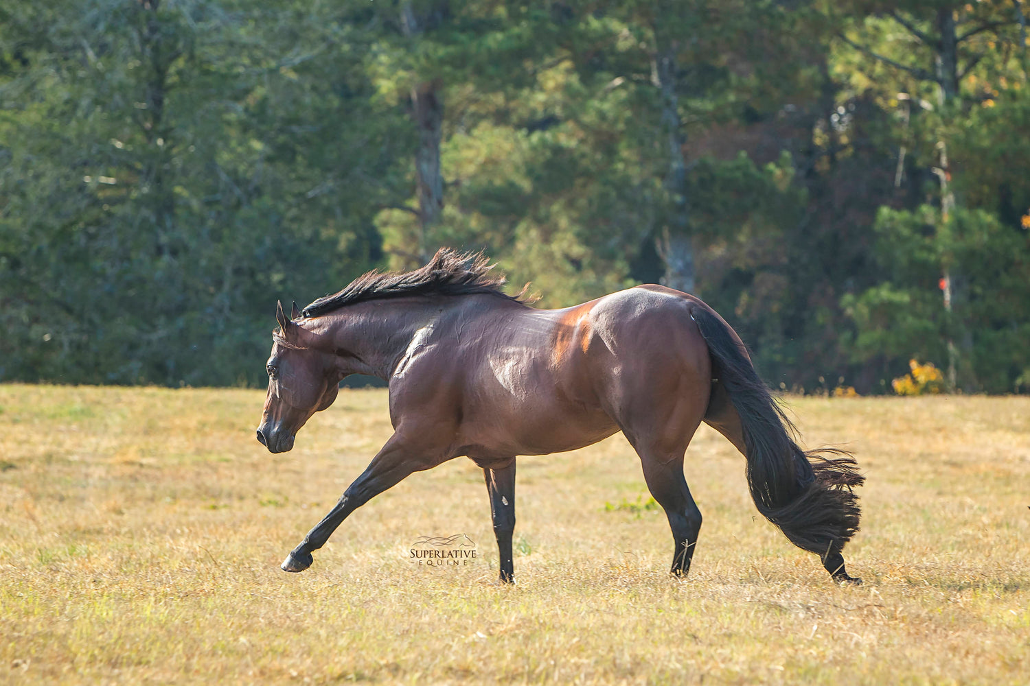 Black Tails