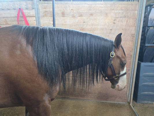 Mane Extensions - Installation Kit Included
